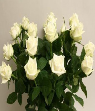 Roses White