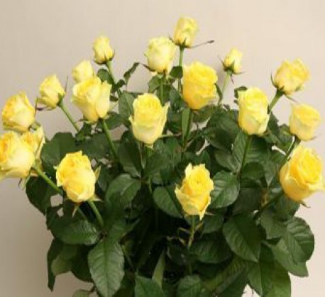 Yellow Roses