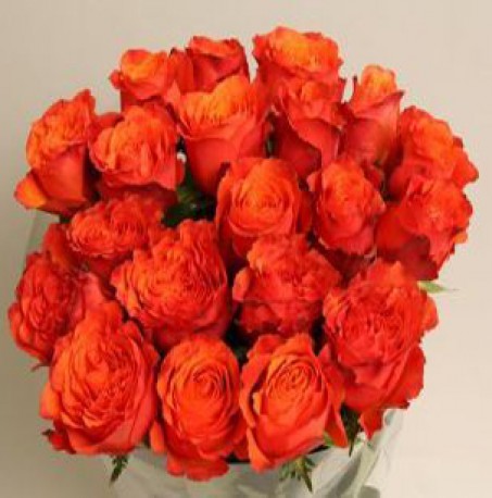 Roses Orange