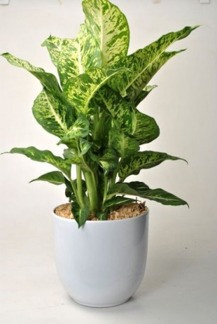 Dieffenbachia plant