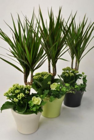 Mix Indoor Plants