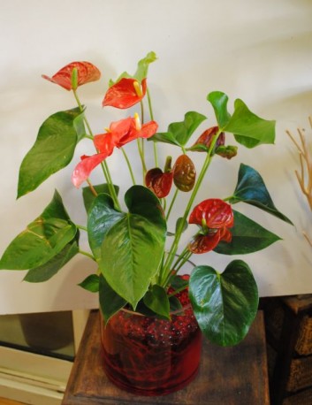 Anthurium plant with red flowers