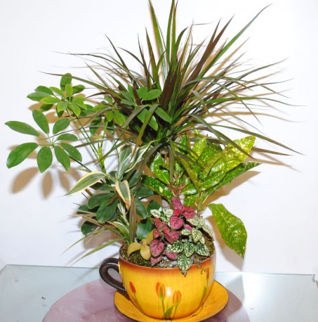 Mix Indoor Plants 4