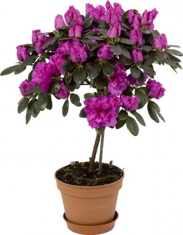 Azalea Tree