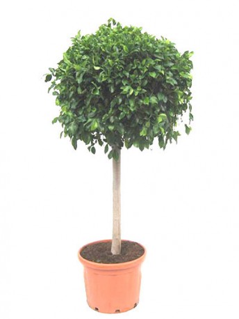 Ficus benjamin Ball