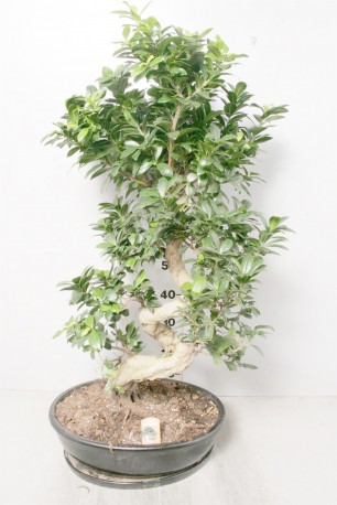 Bonsai large