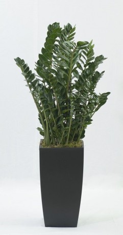 Zamia Large