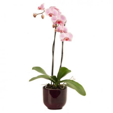 Plant orchids