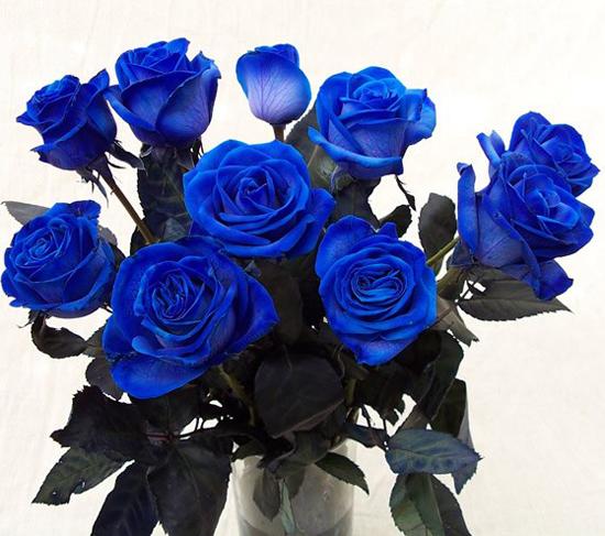 Roses Blue