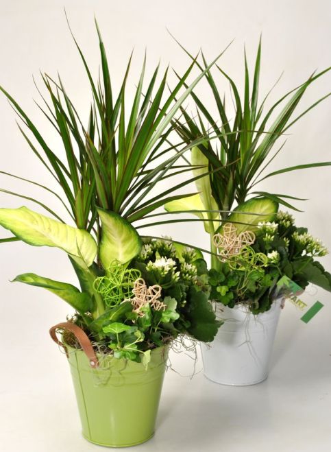 Mix Indoor Plants 3