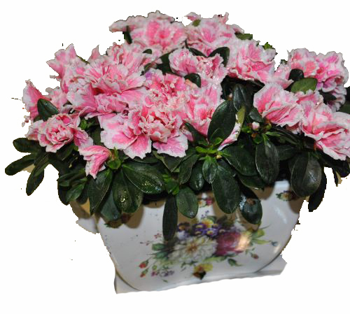 Azalea plant in special ceramic base