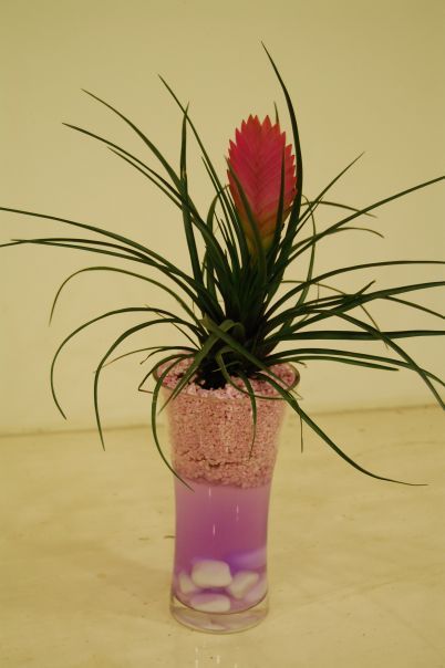 Tillandsia in glass