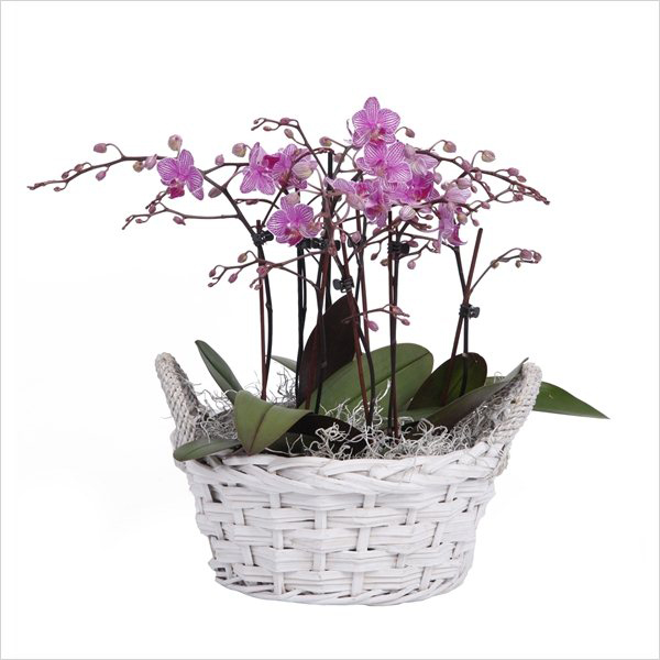 Basket Of Orchids Nana