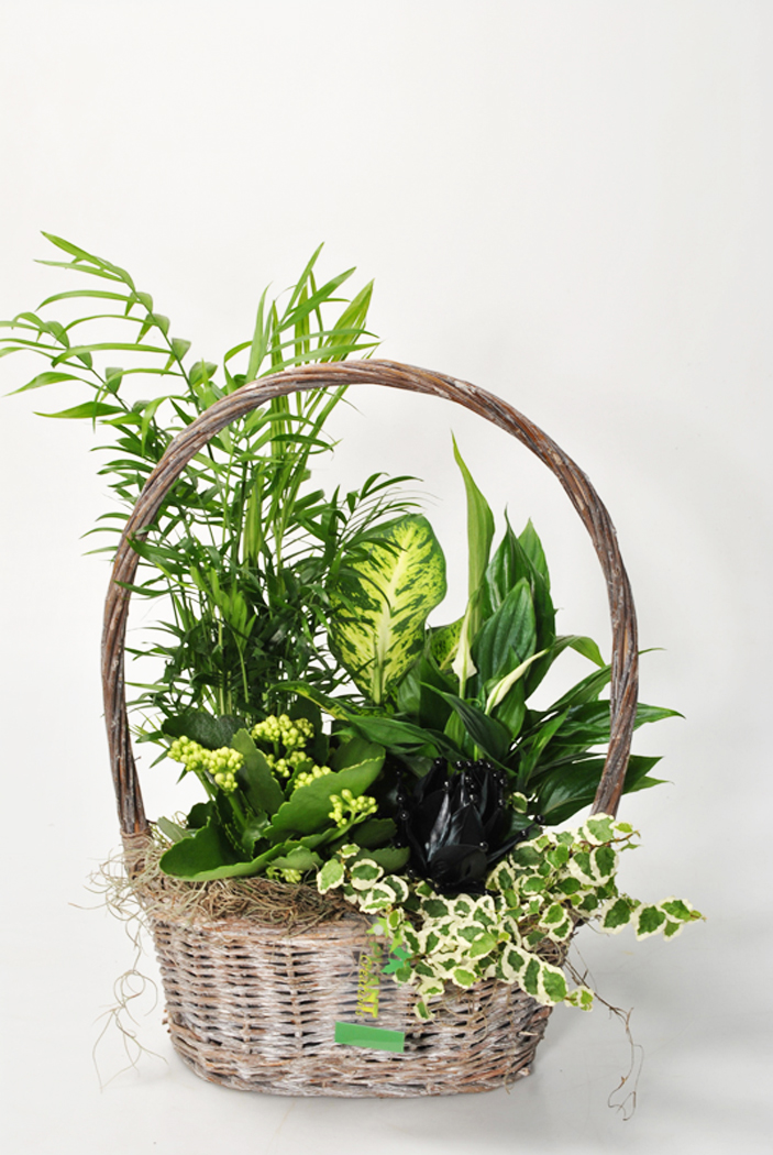 Basket Arrangement