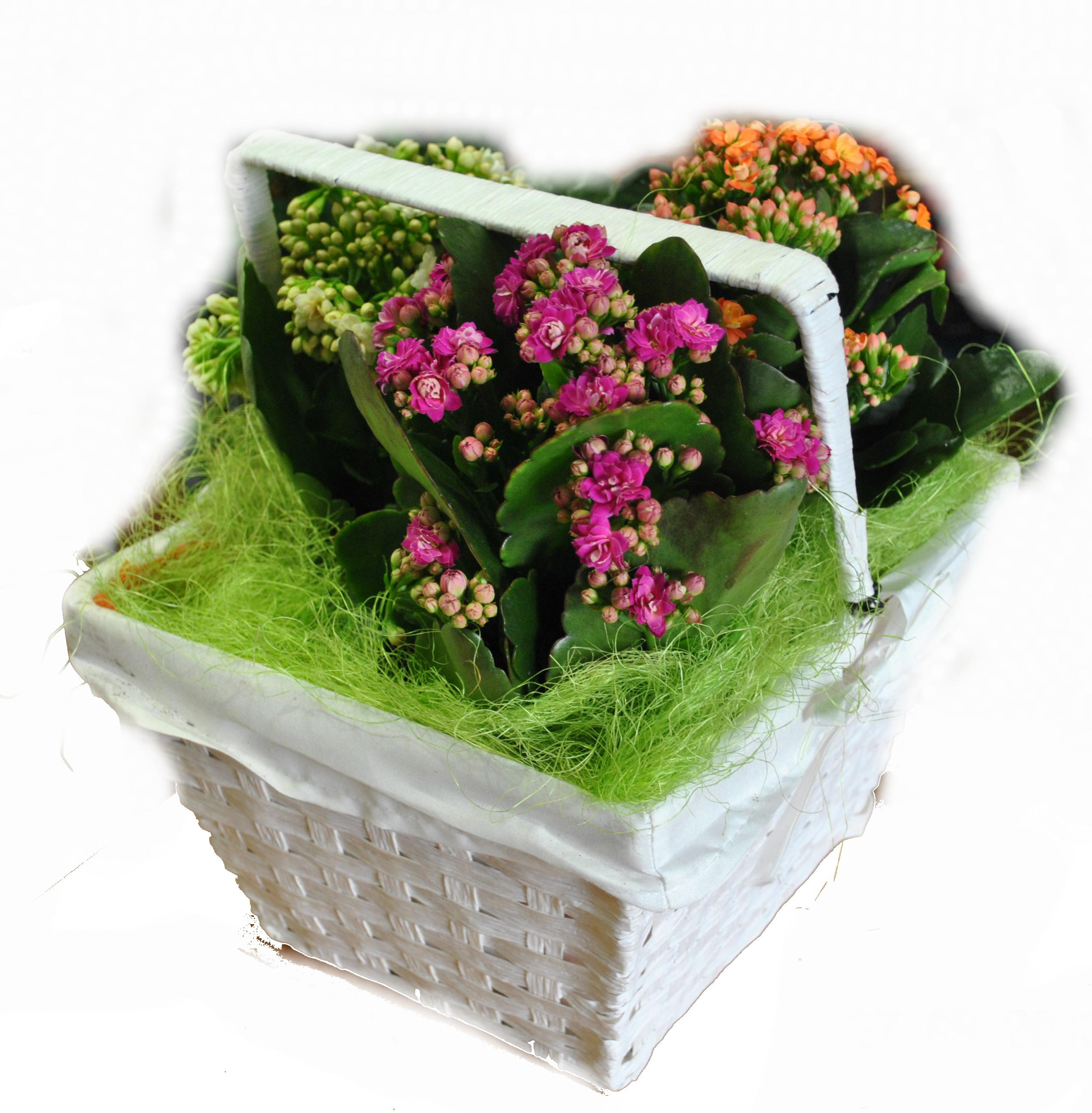 Basket O Kalanchoe