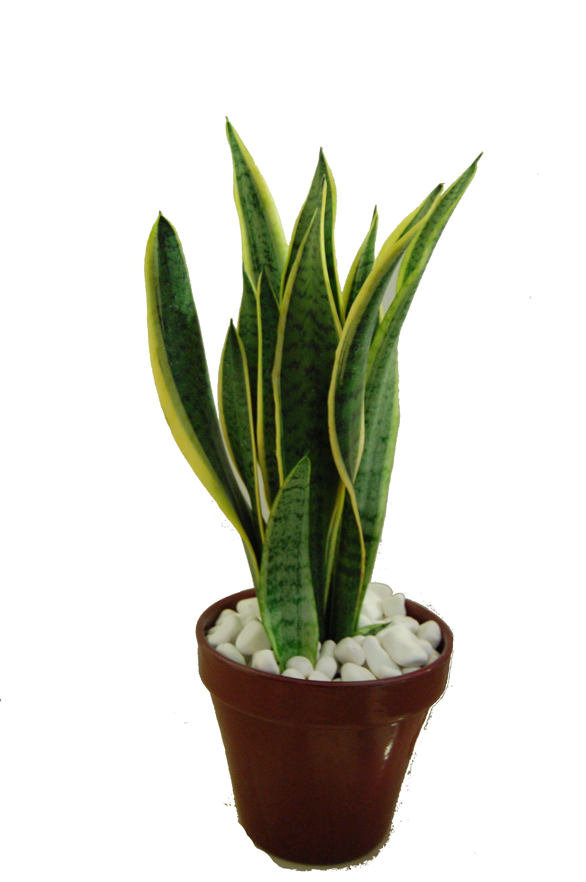 Sansevieria