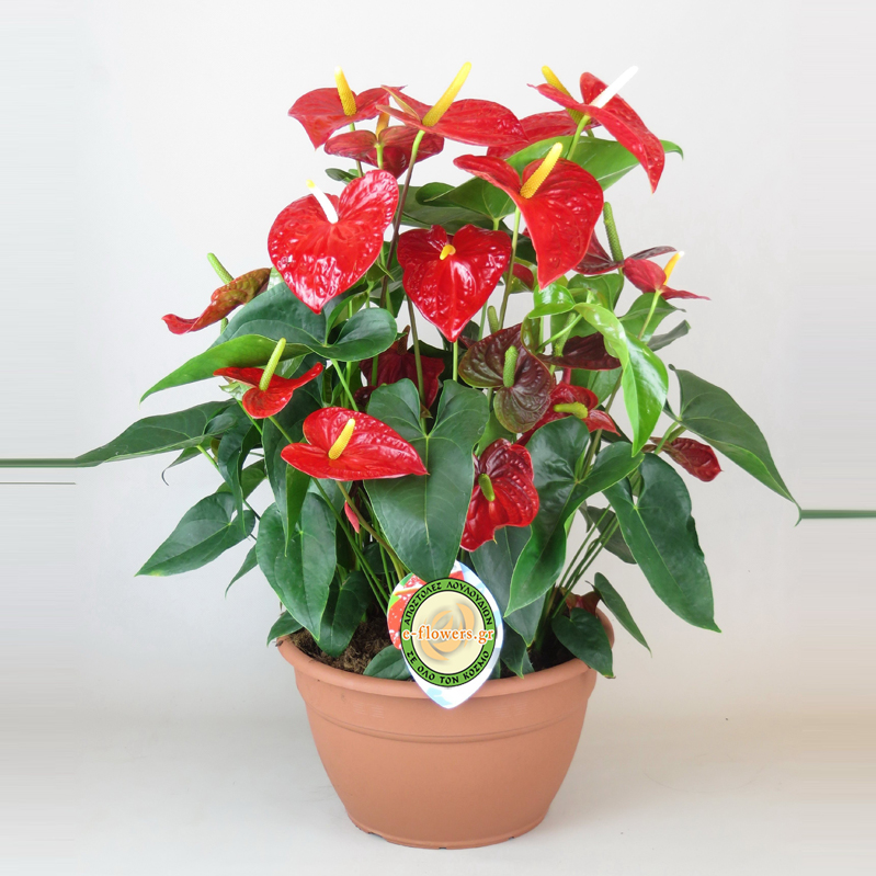 Anthurium Red