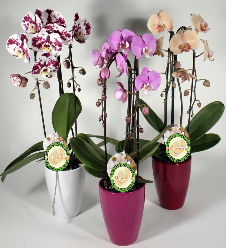 Orchids in Pot