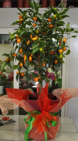 Citrus Japonica kumquat