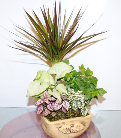Mix Indoor Plants 2