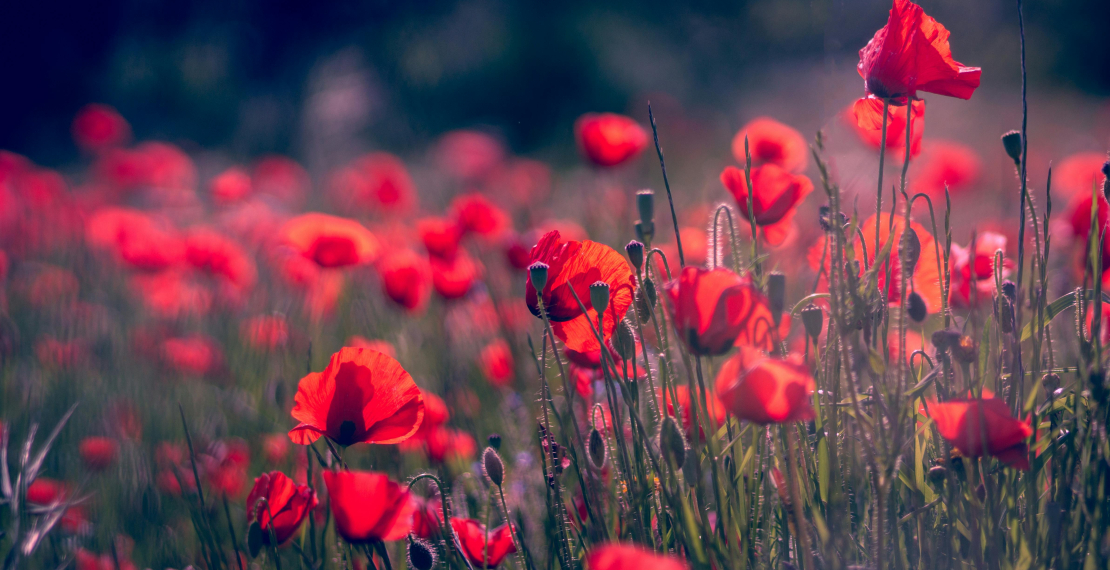 Which flowers are suitable for each occasion?
